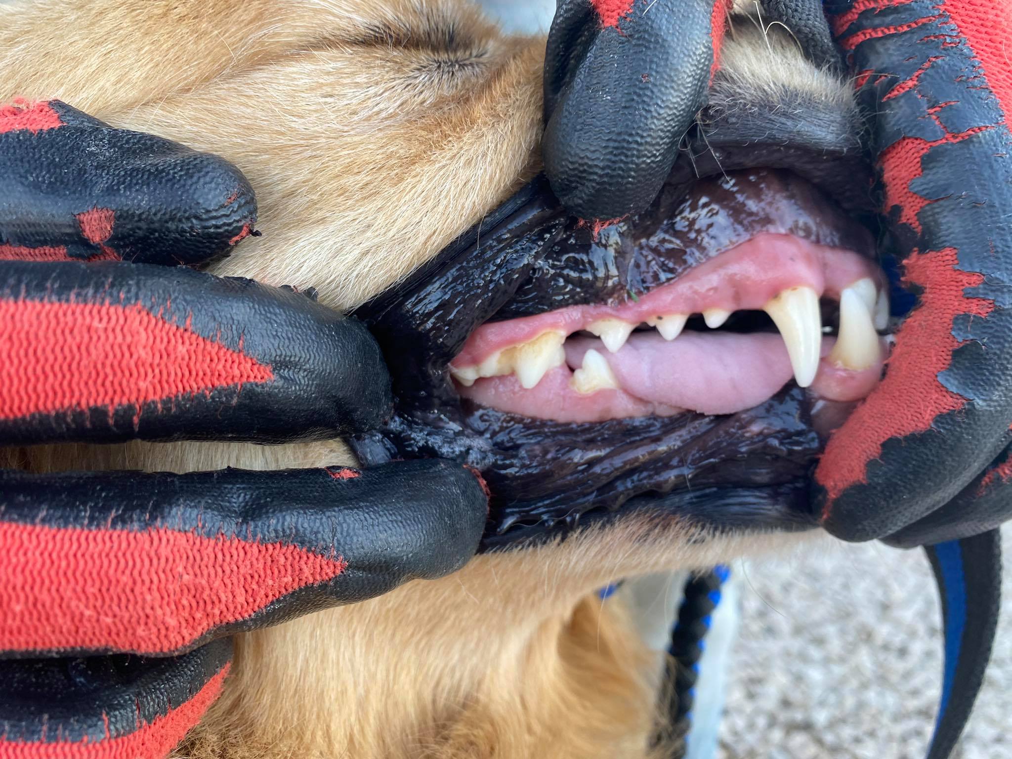 Baklava (fka Thelma)